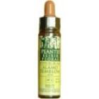 Cerato Plantis Nr. 05 10ml