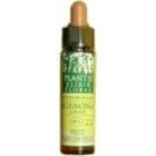 Chicor&eacute;e Plantis Nr. 08 10 ml