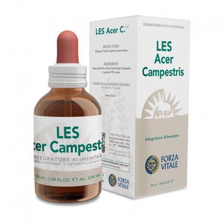 Acer Campestre Feldahorn 50ml