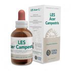 Acer Campestre Feldahorn 50ml