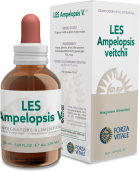 Les W. Vine Ampelopsis kanadischen 50ml.