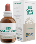 Cedrus Libani Libanonzeder 50 ml