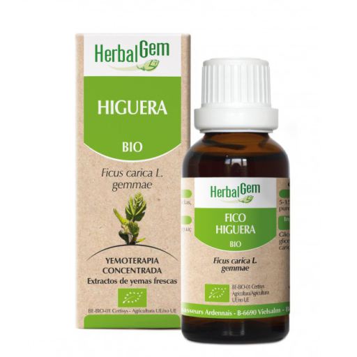 Gemmotherapie Feigenbaum 15ml Bio