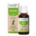 Gemmotherapie Feigenbaum 15ml Bio