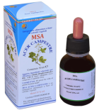 Msa Acer Campestre Knospen 50 ml